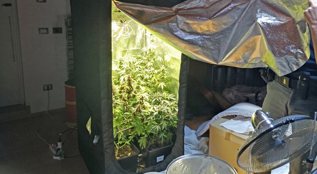 Il turista sente uno strano odore: nel sottotetto del b&b c'è una serra di marijuana