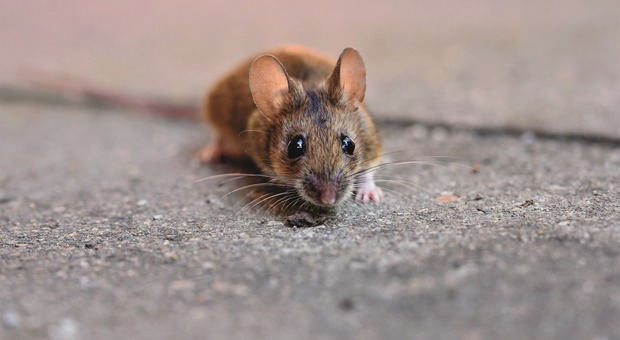 L'Ater vende gli alloggi sfitti, ma sono stati invasi dai topi (Foto di Capri23auto da Pixabay)