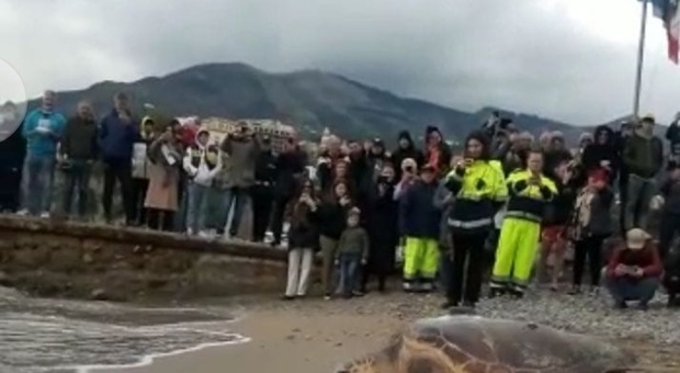 Le tartarughe rimesse in mare