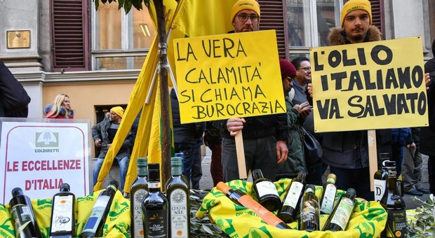 Manovra, Coldiretti in strada a Roma per salvare l'olio italiano: «Prodotto straniero in 2 bottiglie su 3»