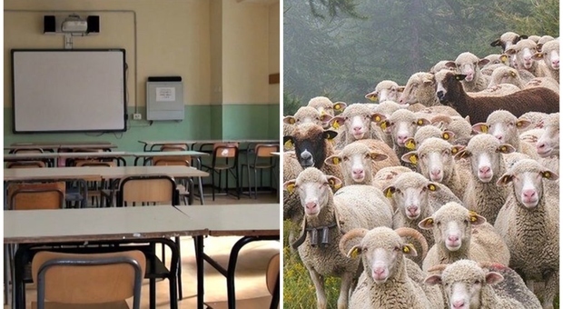La scuola rischia di chiudere, i genitori iscrivono 4 pecore per tenere aperta la classe