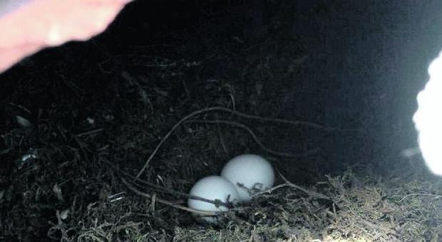 Imprevisto durante i lavori: il nido e le uova della civetta bloccano il restauro della casa