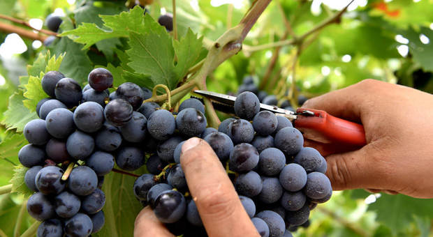 Rieti, Coldiretti lancia sos alla Regione per la “vendemmia verde selettiva”, Granieri: «Misura indispensabile per rilanciare settore vitivinicolo»