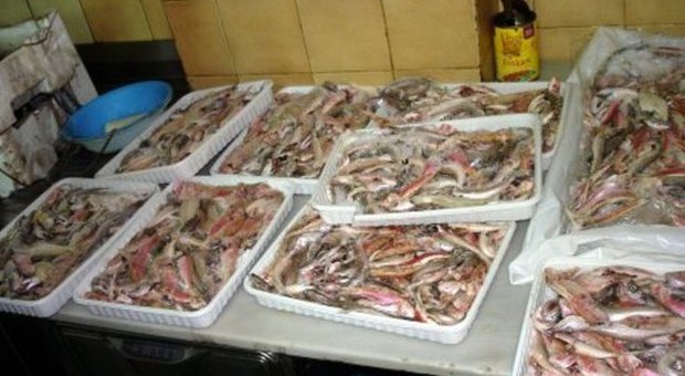 Maxifurto di pesce pregiato per 200 mila euro, 7 arresti
