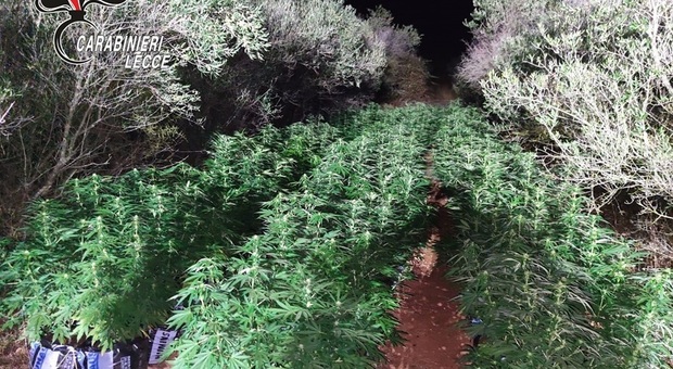 Mille piante di marijuana sorvegliate a vista: arrestati in due