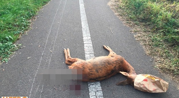 Il cervo morto a Slough (Metro)