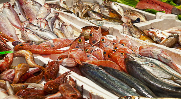 Da San Cataldo a Frigole, nasce il “Mercato ittico diffuso”. Comune al lavoro sui bandi: ecco chi potrà parteciparvi