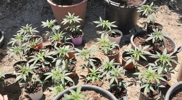 Napoli, 85 piante di marijuana sequestrate durante un controllo