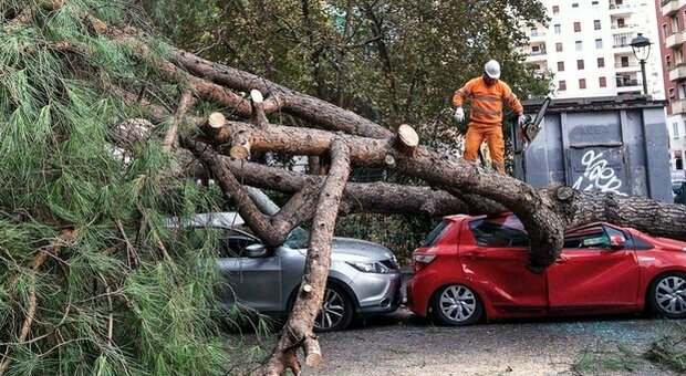 Uno dei tanti alberi caduti in città per mancanza di manutenzione