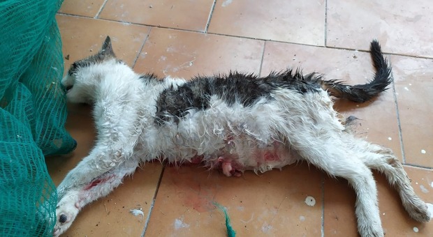 Strage di gattini nel Napoletano: «Orrore, uccisi a colpi di pala»