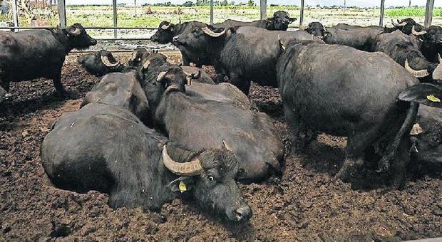 Brucellosi, 9mila bufale abbattute: rivolta degli allevatori nel Casertano