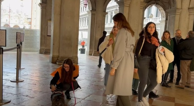 Musei Civici di Venezia a portata di zampa, i visitatori potranno lasciare i propri cagnolini ai dog sitter. Accordo con Bauadvisor