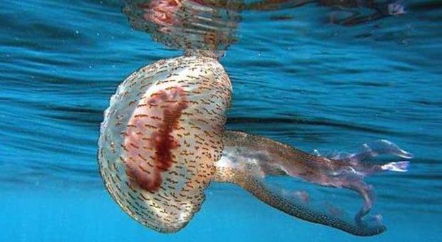 Marche, mare invaso dalle meduse In agguato la Drymonema da 80 cm