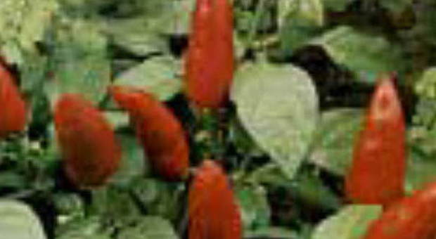 Rieti, furto di piante di peperoncino Colpo con le specie più pregiate