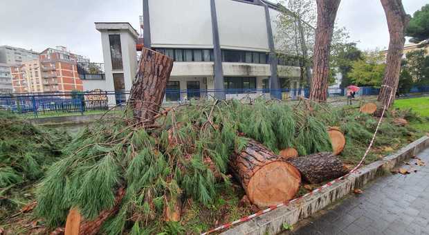 Emergenza alberi a Latina: abbattuti altri tre pini lungo viale Mazzini