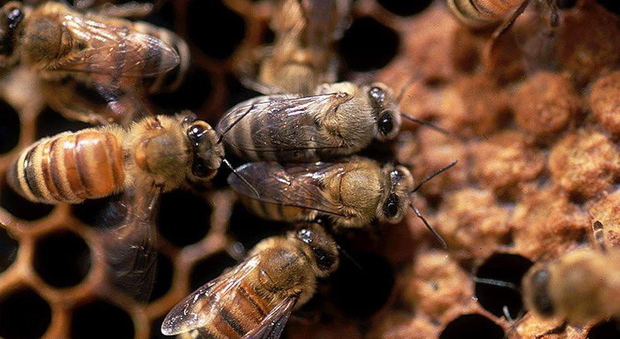 Uno sciame enorme di api all'assalto del cimitero di Reschigliano