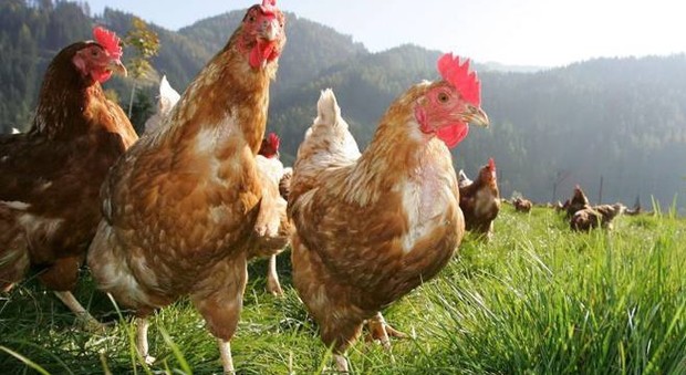 Ladri di polli in azione. Rubano cinque galline: denunciati in cinque.