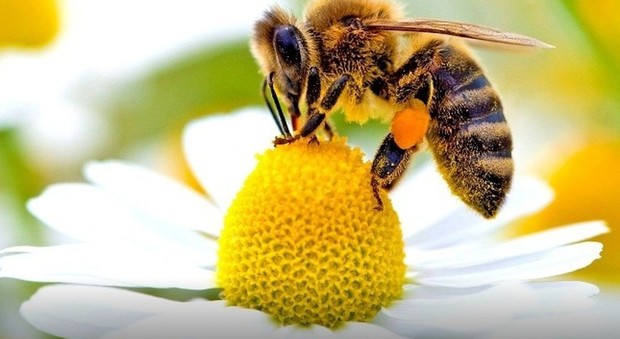Nel cuore del Parco, il rifugio delle api “sovraniste”: sì del Comune al progetto in difesa dell'insetto, re della biodiversità