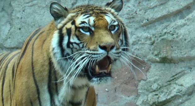 Zurigo, tigre sbrana e uccide una donna allo zoo: era entrata nel recinto