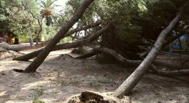 Sessanta pini sradicati Il Comune chiede i danni