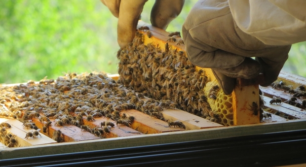 Nasce il primo apiario integrato d'Italia