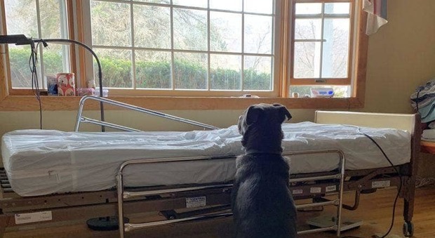 Il cane attende giorni davanti al letto del padrone morto, la foto commuove il web