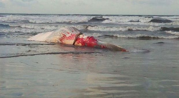 Versilia, carcassa di balenottera spunta sulla spiaggia