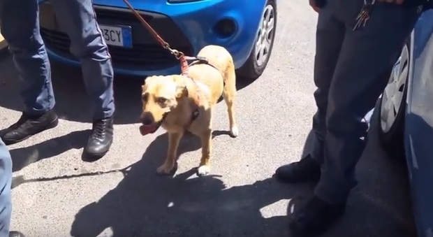 Roma, cane salvato dalla polizia