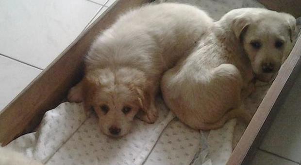 Fece sparire 8 cuccioli di cane destinati a Caserta: condannata