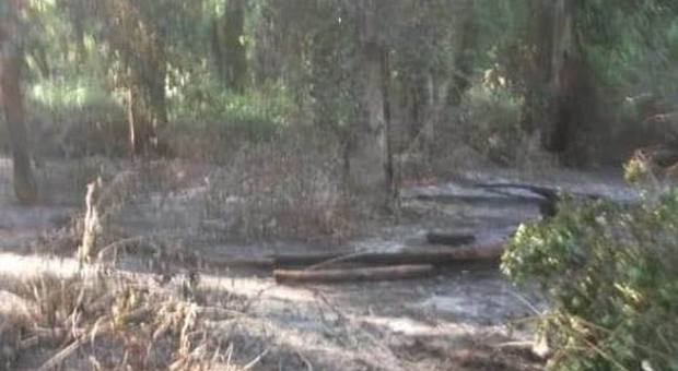Sabaudia: due incendi a Selvapiana e Molella, brucia la vegetazione del Parco