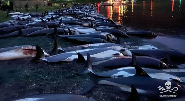 Delfini, la mattanza alle isole Faroe: branco di 1.500 esemplari (cuccioli compresi) massacrati per tradizione