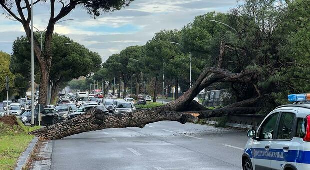 Roma, albero crolla sulla Colombo: nessun ferito e traffico in tilt. «Un miracolo non ci siano feriti»