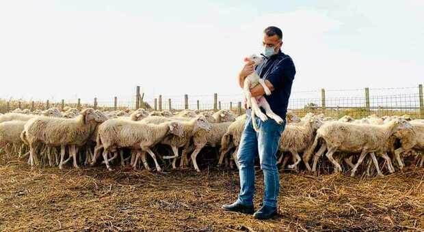 Il pastore è positivo al Covid, il sindaco va a prendersi cura delle sue pecore