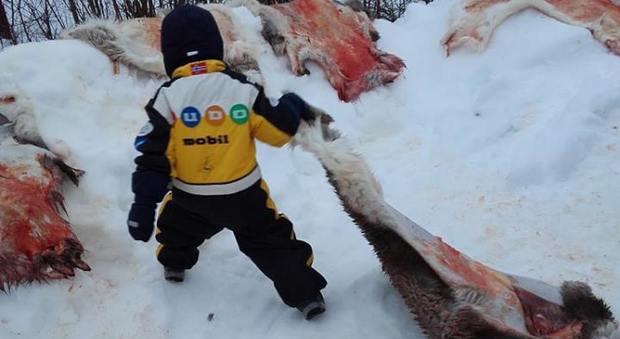 Bambino di cinque anni trascina una renna scuoiata