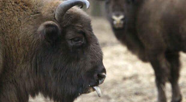 Usa, 45 mila volontari per uccidere 12 bisonti nel Grand Canyon