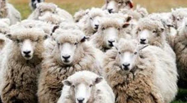 La storia Picchia le pecore per far colpo sulle donne e mette il video su YouTube: denunciato