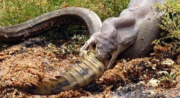 Le foto del pitone che mangia un coccodrillo intero (Facebook/GG Wildlife Rescue)