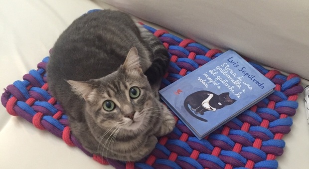 I gatti e la letteratura: passione felina, da Dante a Hemingway