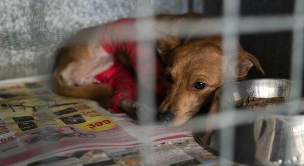 Aidaa: «In Italia ogni anno 3.000 cani e gatti muoiono per maltrattamenti»
