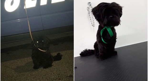 "Buba", cagnolino abbandonato in un cassonetto: la polizia lo trova, un agente lo adotta