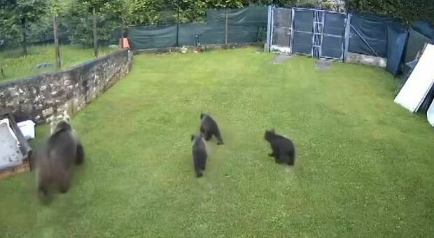 Mamma orsa e i suoi 3 cuccioli a passeggio tra i giardini: la scena ripresa dalle telecamere