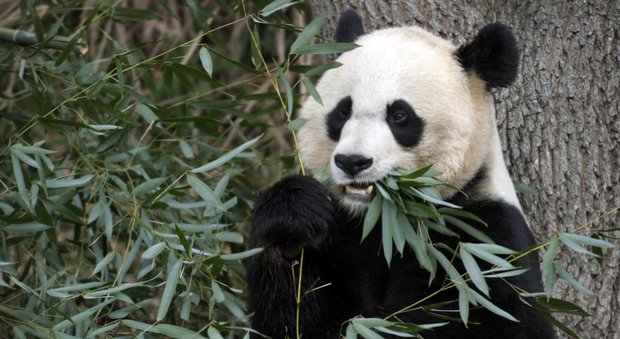 Germania-Cina, il panda aiuta l'intesa diplomatica: due esemplari da Chengdu a Berlino