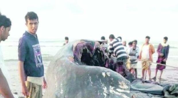 «Un tesoro nella balena»: così 35 pescatori (poveri) sono diventati milionari