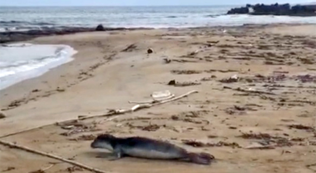 Un cucciolo di foca monaca sulla spiaggia di Frigole: evento rarissimo