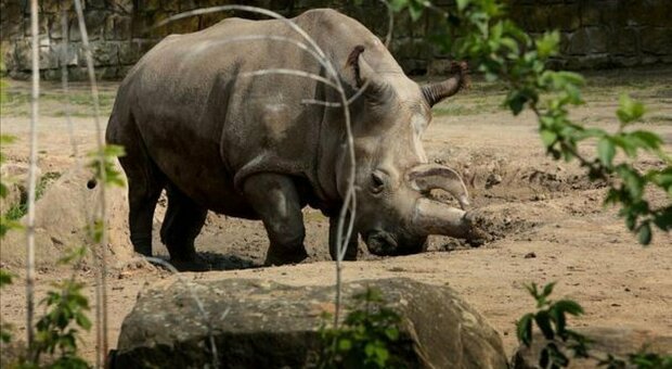 Guardia dello zoo aggredita e uccisa da un rinoceronte. Era entrata nel recinto