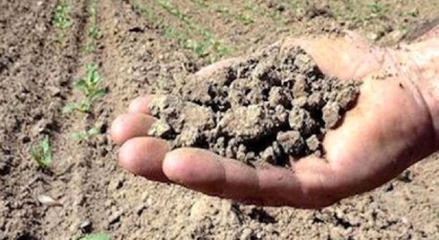 Non piove e i campi hanno sete: l'anno nero dell'agricoltura polesana