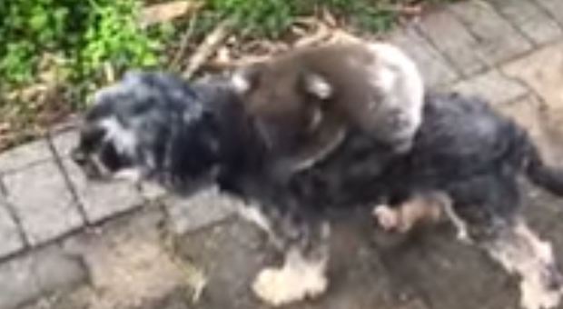 Il koala cerca la mamma e si aggrappa a un cagnolino