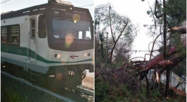 Roma-Viterbo, albero cade sui binari all'ora di punta: gente giù dal treno, bus sostitutivi e caos