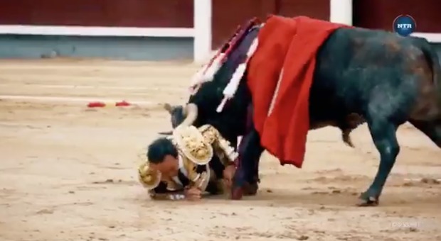 Torero incornato dal toro alla feria di Madrid: «Colpito a una gamba, è grave» Video