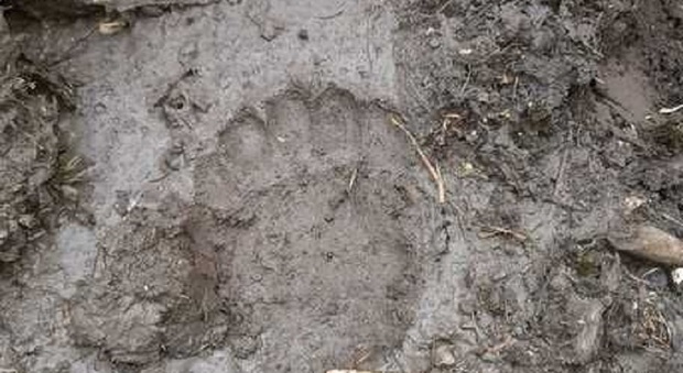 L'impronta dell'orso